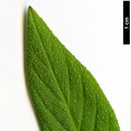 SpeciesSub: subsp. exasperatum